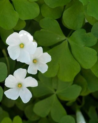 Lucky Green Shamrock 10 Bulbs 