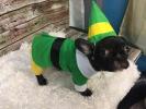 Etsy πωλεί έναν φίλο το κοστούμι Elf για το σκυλί σας
