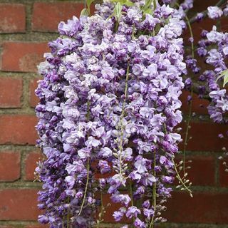 Wisteria floribunda «Yae-kokuryu»