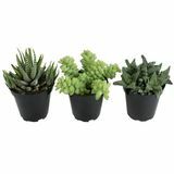 3.5-in Faux Succulents