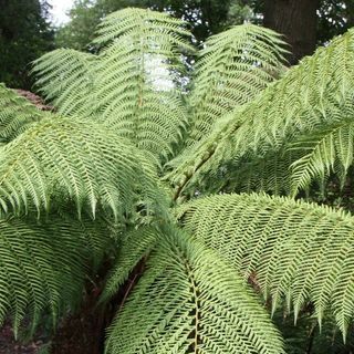 Dicksonia Antarctica