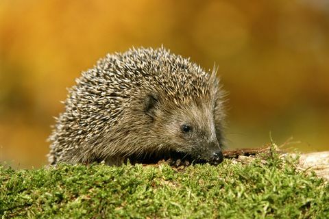 σκαντζόχοιρος erinaceus europaeus σε εξωτερικούς χώρους, κοντινό πλάνο