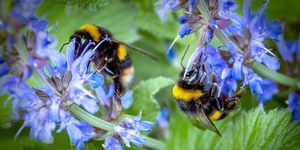 Bumbles μέλισσες βουίζει γύρω από ένα φυτό salvia σε έναν κήπο Oldham.