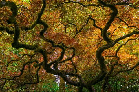 όμορφα τοπία πτώσης: ιαπωνικό δέντρο κήπων, Portland, Όρεγκον