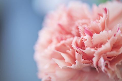 Κοντινό πλάνο ενός ροζ γαρύφαλλο λουλούδι