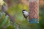 Πώς να προσελκύσετε τα πουλιά στον κήπο σας αυτόν τον χειμώνα
