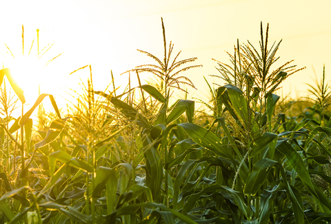 Cornfield στην Αγγλία