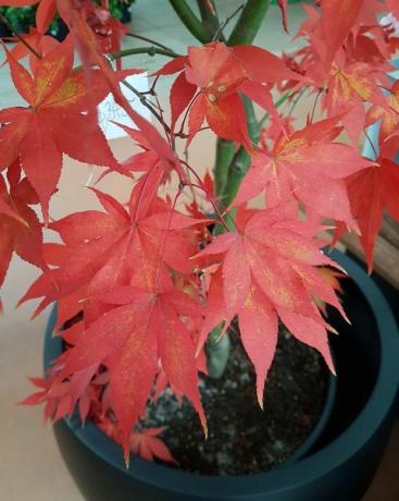 καλλιέργεια Acer palmatum ή λείο ιαπωνικό σφενδάμι σε μια γλάστρα