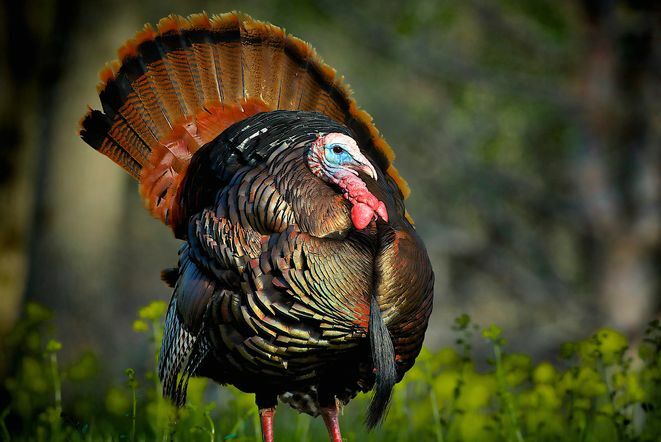 Διασκεδαστικά γεγονότα για την Ημέρα των Ευχαριστιών - Εθνικό πουλί της Τουρκίας Benjamin Franklin
