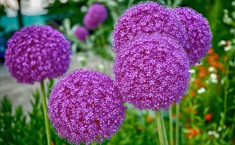 Υψηλή μοβ λουλούδια λίου