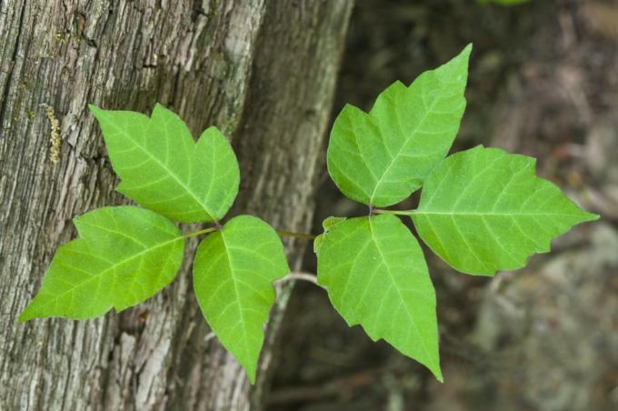 δηλητηριώδης κισσός, δηλητηριώδες φυτό rhus radicans σε όρθια θέση, αναρριχώμενο κλήμα ή θάμνος, όλα τα μέρη του φυτού μπορεί να προκαλέσουν σοβαρή φλεγμονή του δέρματος, κνησμό, φουσκάλες εξαιρετικά ποικίλης μορφής Μίσιγκαν