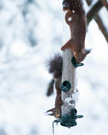 Σκουίρια Τρώγοντας από τον τροφοδότη πουλιών κατά τη διάρκεια του χειμώνα