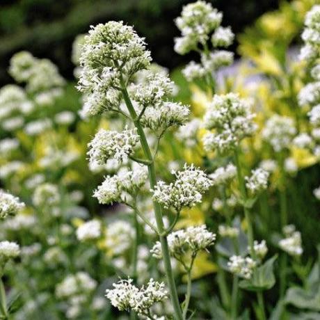 Centranthus ruber 'Albus'