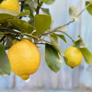Δώρο Lemon Tree