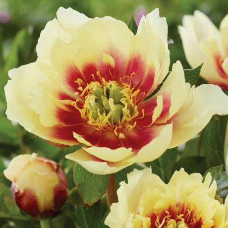 'Yellow Dream' Itoh Peony, γυμνή ρίζα