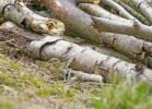 Οι Βρετανοί παροτρύνονται να βοηθήσουν τα απειλούμενα ελάφια σκαθάρια χτίζοντας σωρούς κορμών