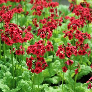 Primula japonica " Miller's Crimson"