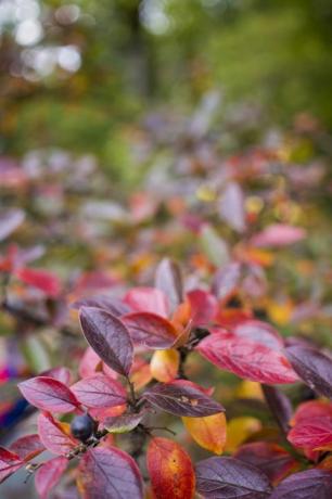 φωτεινό φθινοπωρινό φόντο φύλλα και καρποί από θάμνο chokeberry υψηλής ποιότητας φωτογραφία
