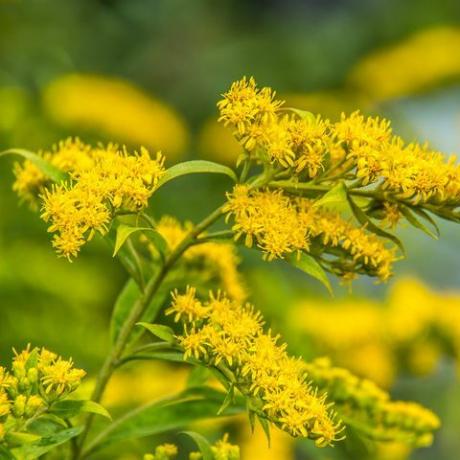 solidago canadensis canadian goldenrod κίτρινα καλοκαιρινά λουλούδια φαρμακευτικό φυτό