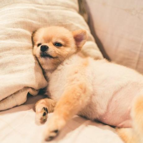 pomeranian σκύλος κοιμάται στο μαξιλάρι στο κρεβάτι, με χώρο αντίγραφο