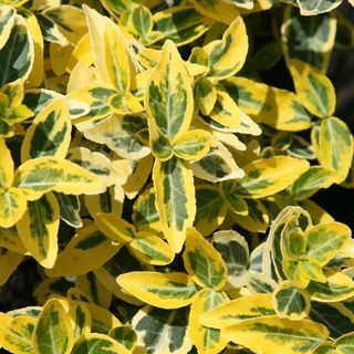 Euonymus fortunei «Emerald» n «Gold»