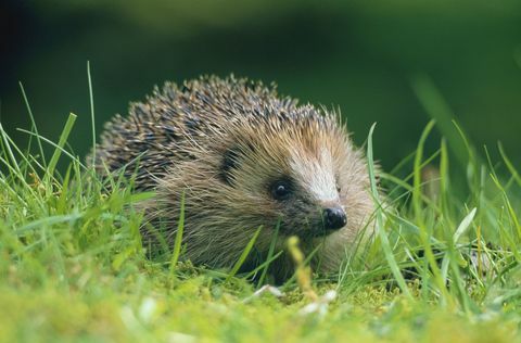 Hedgehog (Erinaceus europaeus) σε πράσινο γρασίδι στην ύπαιθρο της Σκωτίας