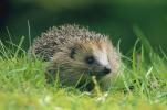 Οι ιδιοκτήτες σπιτιού ενθαρρύνονται να δημιουργήσουν «Hedgehog Highways» στους κήπους τους