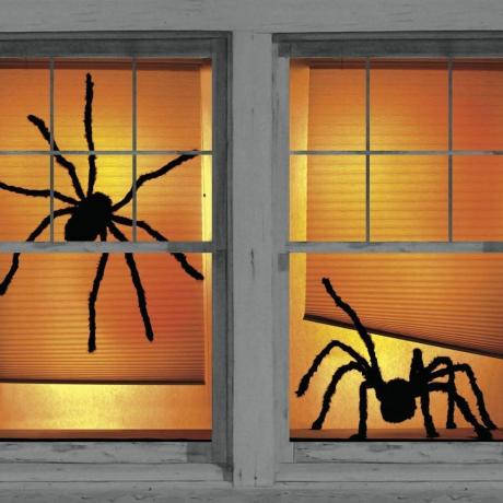 Αφίσες παραθύρων Shady Spiders
