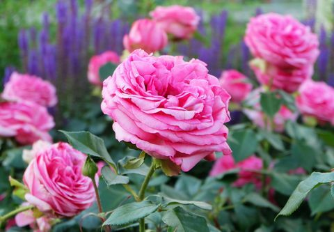 κομμένα ροζ τριαντάφυλλα στον κήπο