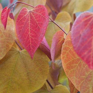 Cercis Canadensis «Eternal Flame»®