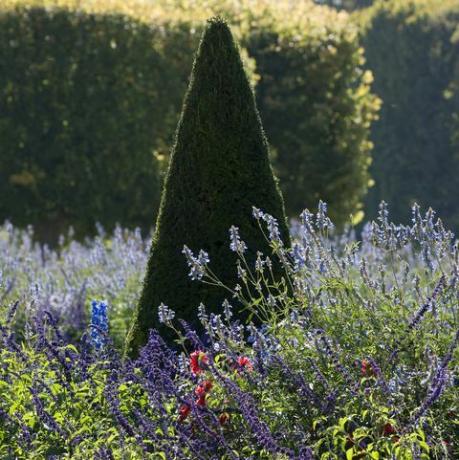 κομμένα κωνικά δέντρα πουρνάρια taxus και λεβάντα λεβάντα, Γαλλία