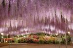 Αυτό το πάρκο λουλουδιών είναι ο πιο μαγικός προορισμός για λάτρεις της wisteria