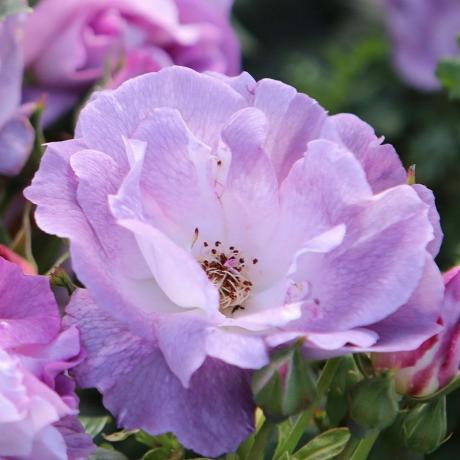 Rose Blue for You (floribunda)