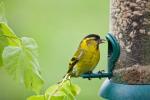 Πώς να διατηρήσετε τον τροφοδότη των πτηνών κήπου σας καθαρό για να σταματήσετε τη διάδοση των νόσων των πτηνών