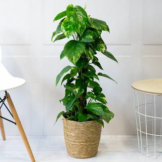 Φυτό Golden Pothos