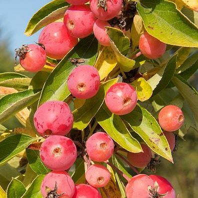 Crab Apple «Adirondack»