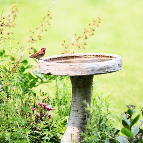 τάσεις κήπου 2022 μπάνιο πουλιών, ένας κόκκινος αρσενικός σπίνος σε ένα λουτρό πουλιών σε έναν κήπο με λουλούδια