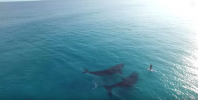 Παρακολουθήστε τι συμβαίνει όταν 2 γιγάντιες φάλαινες αποφασίζουν να παίξουν με ένα μοναχικό paddleboarder