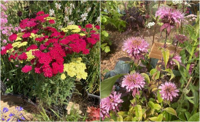 Φιλικά προς τους επικονιαστές φυτά, αχιλλέας και περγαμόντο, που εκτίθενται στο rhs hampton 2022