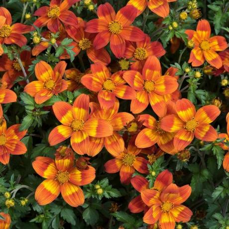 Bidens ferulifolia Bee Happy Red ('Baleehedi') (Σειρά Bee Happy)