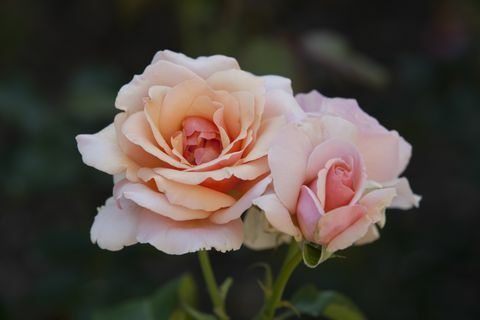 Ροζ τριαντάφυλλα στο Merrick Rose Garden