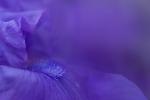 Συμβουλές και κόλπα για τη φύτευση λουλουδιών ίριδας το 2023