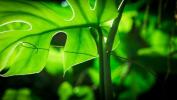 The Green Planet: Σειρά φυτών 5 μερών του David Attenborough στο BBC