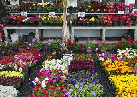 Μια επιλογή των ετήσιων λουλουδιών σε ένα κηπευτικό κέντρο