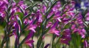 Πώς να καλλιεργήσετε βολβούς λουλουδιών για το ένδοξο χρώμα του καλοκαιριού