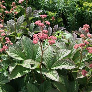 Rodgersia Pinnata " Superba"