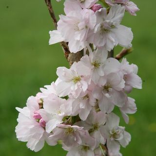 Ιαπωνική ανθισμένη κερασιά Prunus 'Amanogawa'