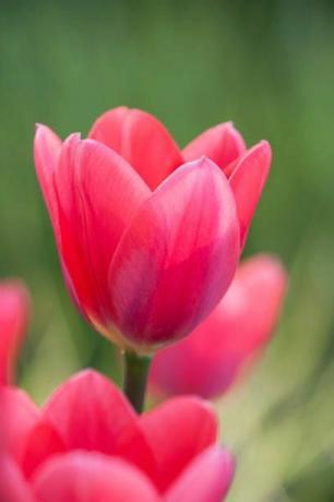 rhs garden, wisley, surrey κοντινό πλάνο τουλίπα tulipa κοσμοπολίτικο ροζ, άνοιξη, βολβός