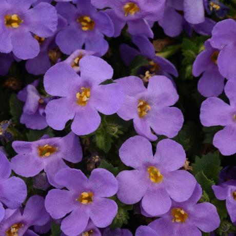 Bacopa Blue 9cm Σε Ανακυκλώσιμες Γλάστρες x 3 Φυτά