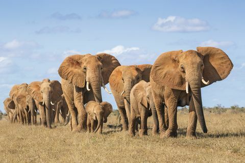 Κένυα, κομητεία Taita-Taveta, εθνικό πάρκο Tsavo East, κοπάδι αφρικανικών ελεφάντων (Loxodonta Africana) που μετακινούνται σε ενιαίο αρχείο